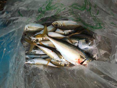 太刀魚釣行　渋い。